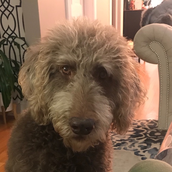 Meet your Posher, Holly - Picture 1 of 1